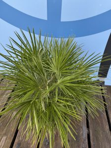 Chamaerops Humilis Palmier nain européen, à feuilles persistantes, résistant au froid, hauteur 80 cm avec pot