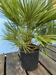 Chamaerops Humilis Palmier nain européen, à feuilles persistantes, résistant au froid, hauteur 80 cm avec pot