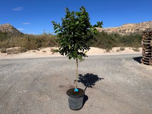 Citronnier – Citrus limon – Hauteur 150 cm – Arbre fruitier – Agrume – Qualité A+