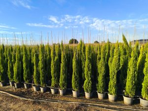 Totem Cypres Italien 150-160 CM Cupressus Sempervirens - Résistant au gel jusqu'à -18 - Conifère à feuillage persistant - Cyprès