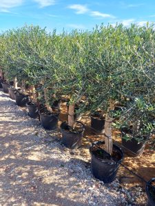 Olivier "25 ans" 160 centimètres, A+ Qualität, olivier rustique et à feuilles persistantes, Olea Lechin Coeur d'hiver à -18