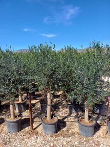 Olivier "25 ans" 160 centimètres, A+ Qualität, olivier rustique et à feuilles persistantes, Olea Lechin Coeur d'hiver à -18