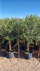 Olivier "25 ans" 160 centimètres, A+ Qualität, olivier rustique et à feuilles persistantes, Olea Lechin Coeur d'hiver à -18