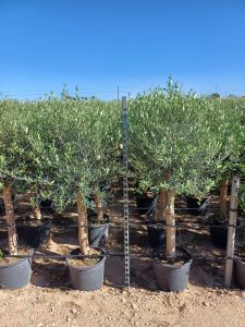 Olivier "25 ans" 160 centimètres, A+ Qualität, olivier rustique et à feuilles persistantes, Olea Lechin Coeur d'hiver à -18