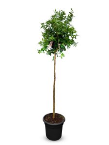 Grenadier – Résistant au froid – Arbre fruitier – Punica Granatum – Hauteur 160 cm – Qualité A+