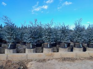 Eucalyptus - Plante Gunnii « Azura » - 140 cm - Résistant à l'hiver