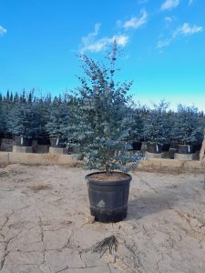 Eucalyptus - Plante Gunnii « Azura » - 140 cm - Résistant à l'hiver