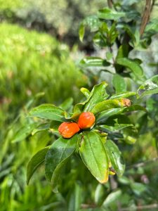 Grenadier – Résistant au froid – Arbre fruitier – Punica Granatum – Hauteur 160 cm – Qualité A+