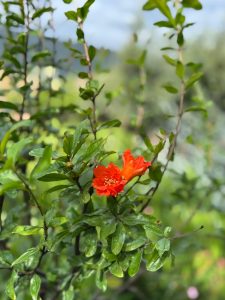 Grenadier – Résistant au froid – Arbre fruitier – Punica Granatum – Hauteur 160 cm – Qualité A+