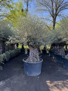 Olivier rustique à feuilles persistantes Bonsai - Olea Europea - 250 centimètres avec pot - 120 ans - A+