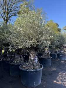 Olivier rustique à feuilles persistantes Bonsai - Olea Europea - 250 centimètres avec pot - 120 ans - A+