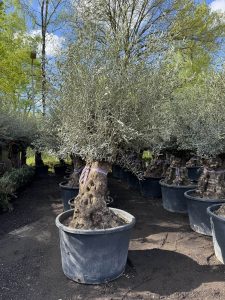 Olivier rustique à feuilles persistantes Bonsai - Olea Europea - 250 centimètres avec pot - 120 ans - A+