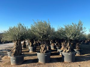 Olivier Olea Europea - Bonsaï d'olivier rustique 250 centimètres avec pot - 150 ans d'âge - donne des olives