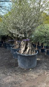 Olivier Olea Europea - Bonsaï d'olivier rustique 250 centimètres avec pot - 150 ans d'âge - donne des olives
