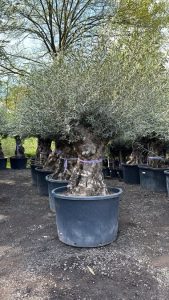 Olivier Olea Europea - Bonsaï d'olivier rustique 250 centimètres avec pot - 150 ans d'âge - donne des olives