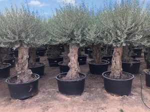 Olivier rustique à feuilles persistantes Bonsai - Olea Europea - 250 centimètres avec pot - 100 ans - A+