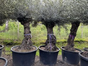 Olivier rustique à feuilles persistantes Bonsai - Olea Europea - 250 centimètres avec pot - 100 ans - A+