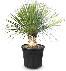 Yucca Rostrata - Palmier - Hauteur de tige 20/30 cm - 120 cm - Lys de palmier rustique