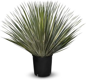 Yucca Rostrata - Palmier - 0/5 cm - 70 cm - Lys de palmier résistant à l'hiver