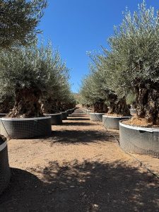 Olivier Olea Europaea Bonsaï résistant au froid - 250 cm - Olivier vieux de 275 ans - fruit