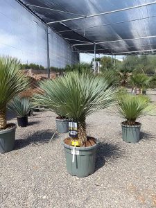 Yucca Rostrata - Palmier - Hauteur de tige 30/40 cm - 140 cm - Lys de palmier résistant