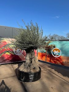 Olivier Olea Europaea Bonsaï résistant au froid - 250 cm - Olivier vieux de 250 ans - fruit