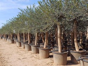 Olive « 30 ans » 190 cm, qualité A+, résistant au froid, Olea Lechin