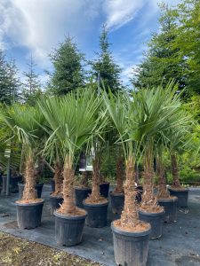 Palmier - Trachycarpus Fortunei - Palmier en éventail de Chine - Palmier à chanvre - 120-140 cm Pot compris - Hauteur du tronc 20-30 cm