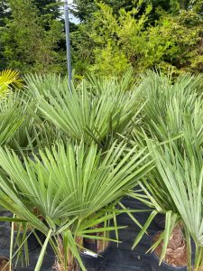 Palmier - Trachycarpus Fortunei - Palmier en éventail de Chine - Palmier à chanvre - 120-140 cm Pot compris - Hauteur du tronc 20-30 cm