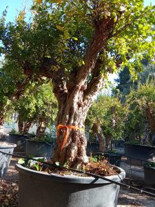 Sunny Tree – Grenadier 50 ans – Résistant au froid – Arbre fruitier – Punica granatum – Hauteur 240 centimètres – Qualité A+