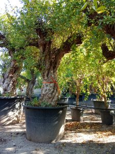 Sunny Tree – Grenadier 50 ans – Résistant au froid – Arbre fruitier – Punica granatum – Hauteur 240 centimètres – Qualité A+