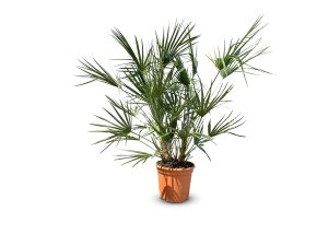 Chamaerops Humilis - Palmier européen nain - Palmier à feuilles persistantes résistant au froid - hauteur 100-120 cm pot inclus
