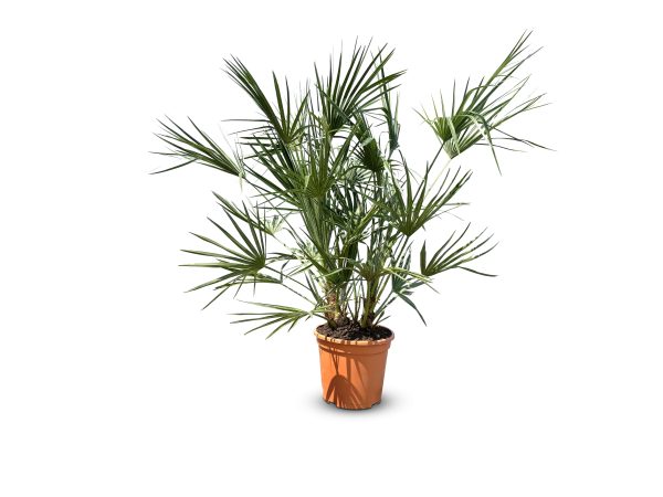 Chamaerops Humilis - Palmier européen nain - Palmier à feuilles persistantes résistant au froid - hauteur 100-120 cm pot inclus