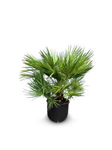 Chamaerops Humilis Palmier nain européen, à feuilles persistantes rustique, 60 cm de haut, avec pot