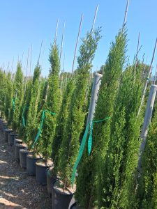 Cyprès Sempervirens Totem - Cyprès italien résistant à l'hiver - 120 cm - Vert persistant - Résistant au froid jusqu'à -18 ans