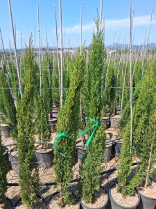 Cyprès Sempervirens Totem - Cyprès italien résistant à l'hiver - 120 cm - Vert persistant - Résistant au froid jusqu'à -18 ans