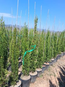 Cyprès Sempervirens Totem - Cyprès italien résistant à l'hiver - 120 cm - Vert persistant - Résistant au froid jusqu'à -18 ans