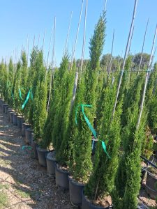 Cyprès Sempervirens Totem - Cyprès italien résistant à l'hiver - 120 cm - Vert persistant - Résistant au froid jusqu'à -18 ans
