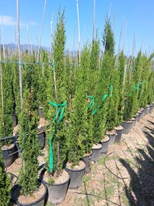 Cyprès Sempervirens Totem - Cyprès italien résistant à l'hiver - 120 cm - Vert persistant - Résistant au froid jusqu'à -18 ans