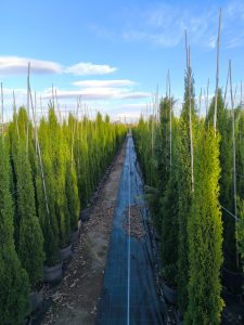 Cyprès Sempervirens Totem - Cyprès italien résistant à l'hiver - 140 cm - Vert persistant - Résistant au froid jusqu'à -18 ans