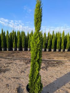 Cyprès Sempervirens Totem - Cyprès italien résistant à l'hiver - 140 cm - Vert persistant - Résistant au froid jusqu'à -18 ans