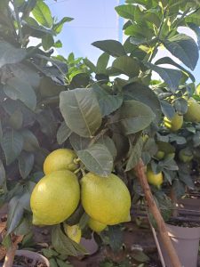 Citronnier - 90 cm - Citrus citron vert - 3 ans - Arbre fruitier - Endroits ensoleillés - fruit