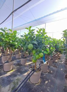 Citronnier - 90 cm - Citrus citron vert - 3 ans - Arbre fruitier - Endroits ensoleillés - fruit