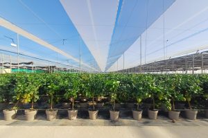 Citronnier - 90 cm - Citrus citron vert - 3 ans - Arbre fruitier - Endroits ensoleillés - fruit