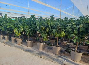 Citronnier - 90 cm - Citrus citron vert - 3 ans - Arbre fruitier - Endroits ensoleillés - fruit