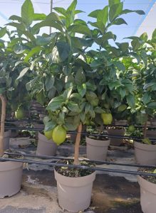 Citronnier - 90 cm - Citrus citron vert - 3 ans - Arbre fruitier - Endroits ensoleillés - fruit