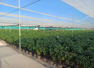 Citronnier - 90 cm - Citrus citron vert - 3 ans - Arbre fruitier - Endroits ensoleillés - fruit