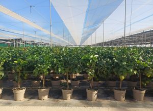 Citronnier - 90 cm - Citrus citron vert - 3 ans - Arbre fruitier - Endroits ensoleillés - fruit