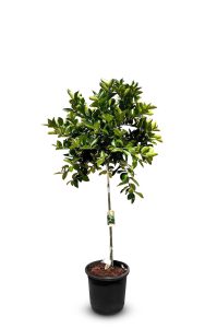 Limettier - 8 ans - Citrus Latifolia - Plante d'agrumes - 160 centimètres - Marchandise A