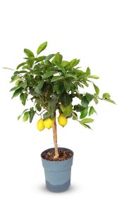 Citronnier - 90 cm - Citrus citron vert - 3 ans - Arbre fruitier - Endroits ensoleillés - fruit